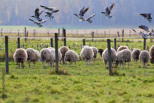 Sheeps eating in a fenced pasture and large flock of barnacle goose flying and on the ground behind a fence with Autumn foliage on the background October afternoon in Helsinki, Finland. photo