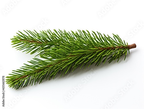 Isolated pine tree twig with dense foliage, perfect for Christmas designs and winter projects.
