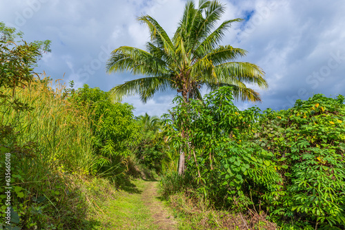 tropical rainforest in Suva