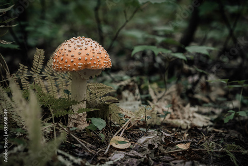 Obraz na plátne fly agaric