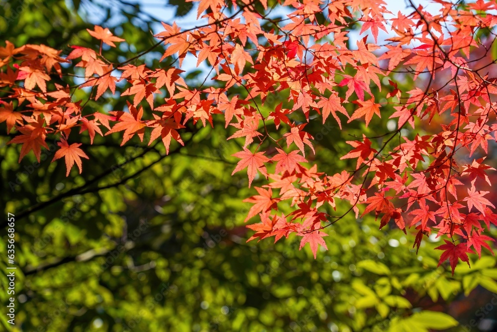 グリーンバックに見るちょうど見頃のモミジの紅葉