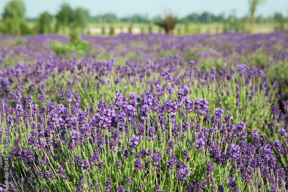 Beautiful blooming lavender growing in field on sunny day, space for text Beautiful blooming lavender growing in field on sunny day, space for text
