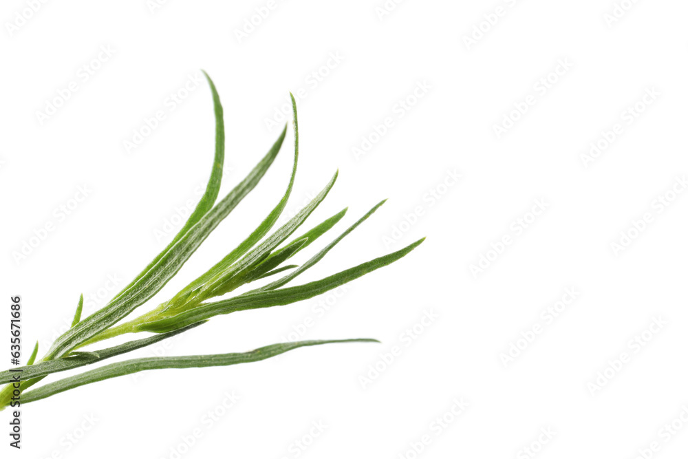 Fototapeta premium One sprig of fresh tarragon on white background