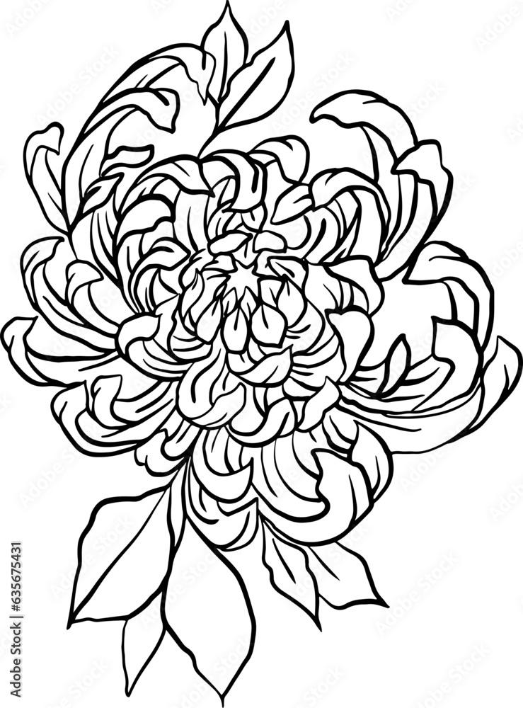 Line art flowers peony roses. Line art flowers peony roses.