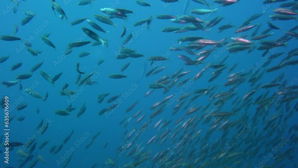 Large shoal of fish ripples and sways, North atlantic, North Carolina, USA, North America Large shoal of fish ripples and sways, North atlantic, North Carolina, USA, North America