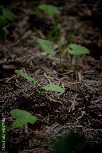 Two bean seedlings growing through mulch layer on an organic farm located in Queensland, Australia (ID: 635677432)