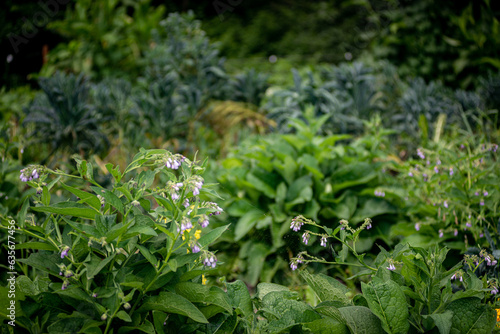 Comfrey plants growing on an organic permaculture farm in Queensland, Australia