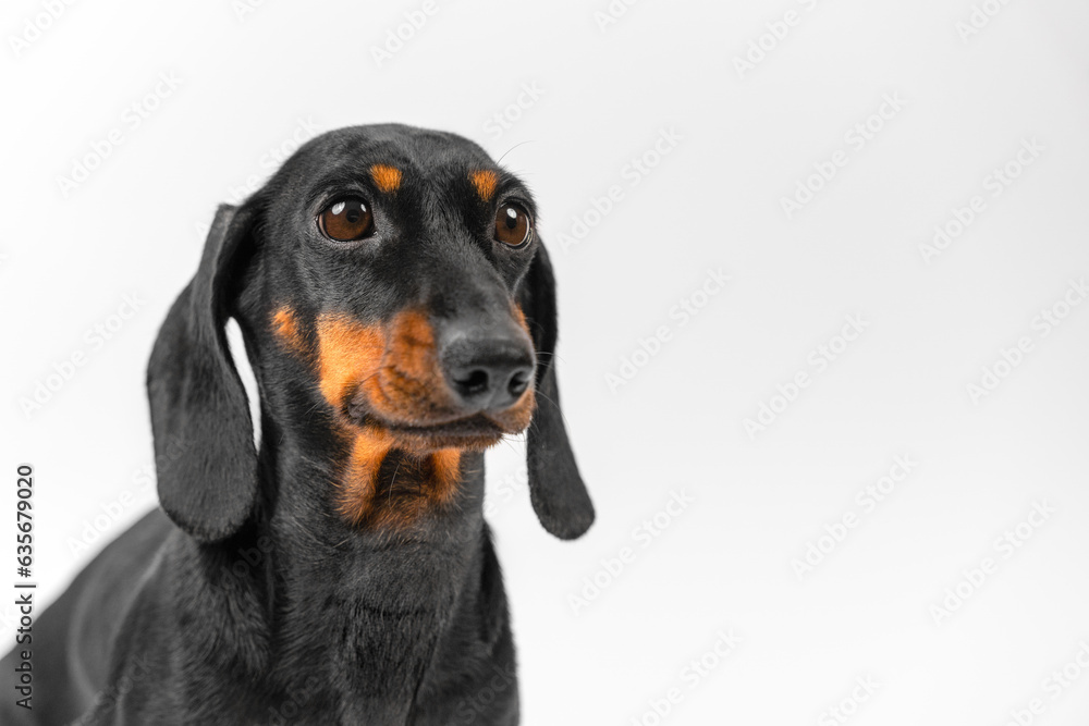 Dachshund model showing perfect emotions in empty white studio. Pet blogger posing for animal magazine and advertisement at white studio wall Dachshund model showing perfect emotions in empty white studio. Pet blogger posing for animal magazine and advertisement at white studio wall