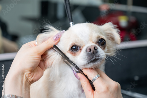 A woman combs a cute shorthair chihuahua in a grooming salon. 