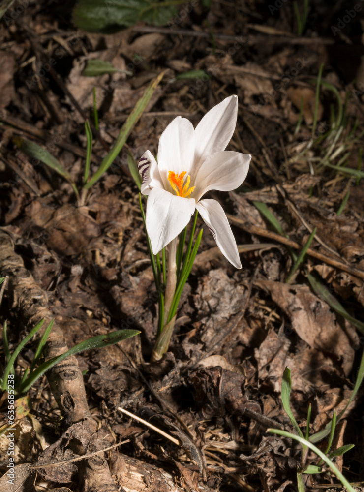Crocus biflorus, (silvery; scotch). Spring primrose. Crocus biflorus, (silvery; scotch). Spring primrose.