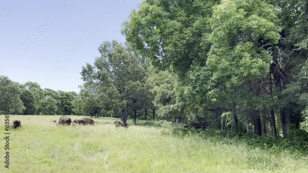 moving in shot, wide view of buffalos bisons