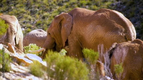 Group of African elephants with textured grey skin feeding in morning sun photo