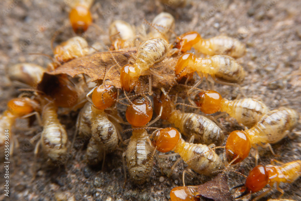 Termites at work.,Group of the small termite Termites at work.,Group of the small termite