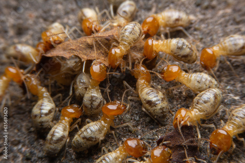 Termites at work.,Group of the small termite