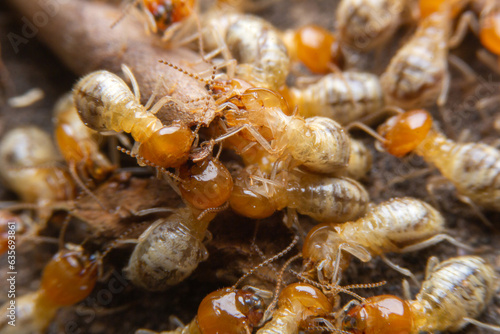 Termites at work.,Group of the small termite
