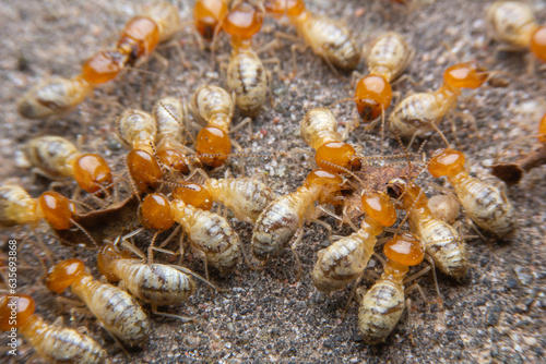 Termites at work.,Group of the small termite