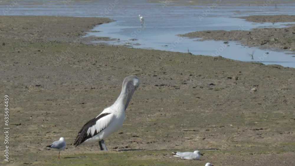 White pelican scratching itself with beak White pelican scratching itself with beak