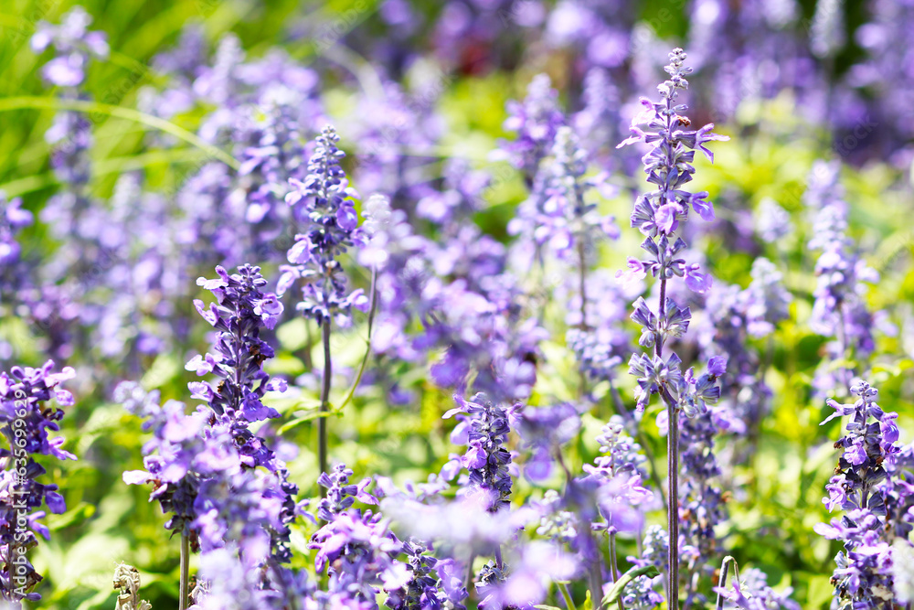 Fototapeta premium lavender flowers in the garden
