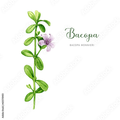 Bacopa plant with green leaves and flower watercolor illustration. Hand drawn Bacopa monnieri adaptogenic medicinal herb. Brahmi herb ayurveda medicine element. White background