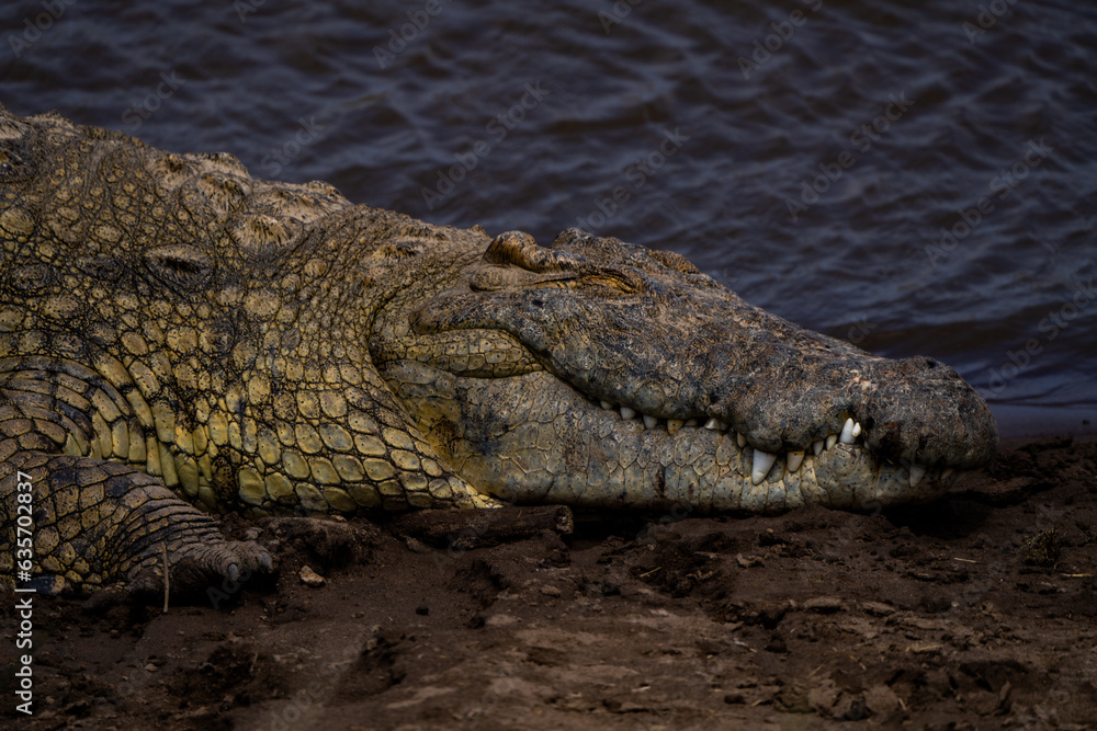 Obraz premium crocodile