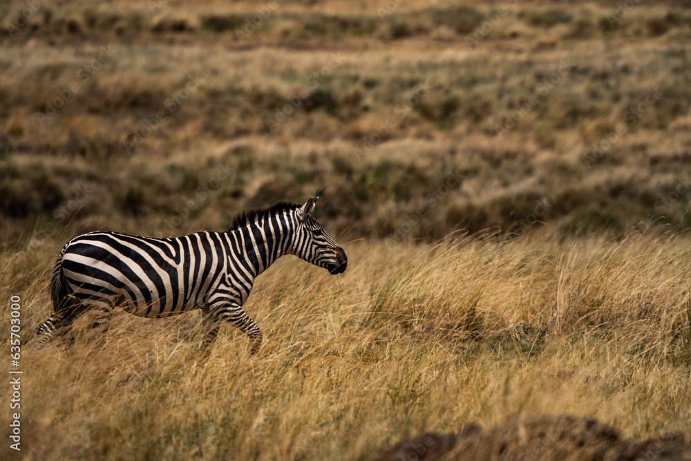 Obraz premium Running zebra