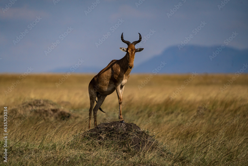Fototapeta premium Kobus megaceros