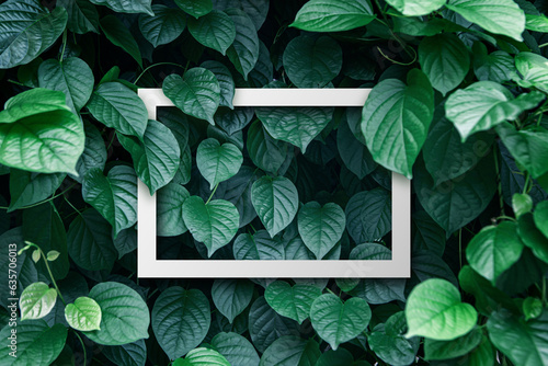 Background of natural green leave with white frame
