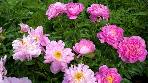 Peony bush blooms with pink flowers in summer in the garden
