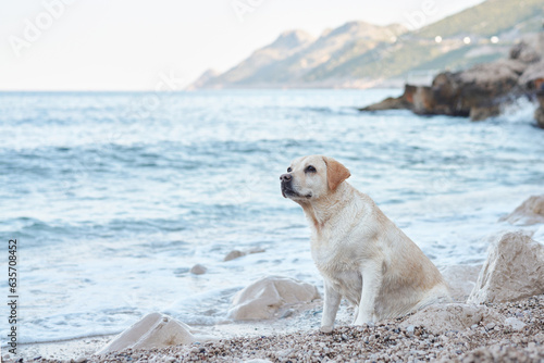 the dog is standing by the sea. Fawn labrador retriever in nature. Traveling and vacationing with a pet