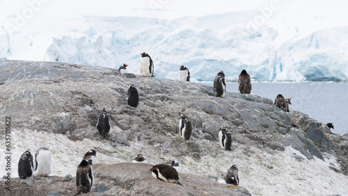 Gentoo penguins stand on rocks in Antarctic Peninsula