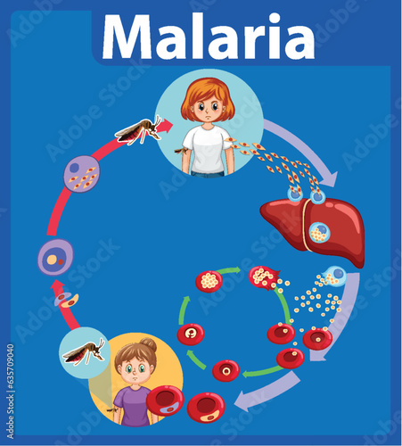 Life Cycle of Malaria Parasite: A Visual Guide