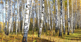 Beautiful panorama with white birches. Birch trees panorama in bright sunshine. Birch grove panorama in autumn. The trunks of birch trees with white bark. Birch trees trunks. Beautiful panorama.