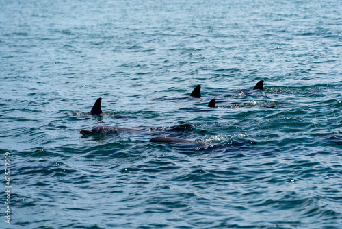 Wild dolphins in Koombana Bay. Bunbury, Western Australia.