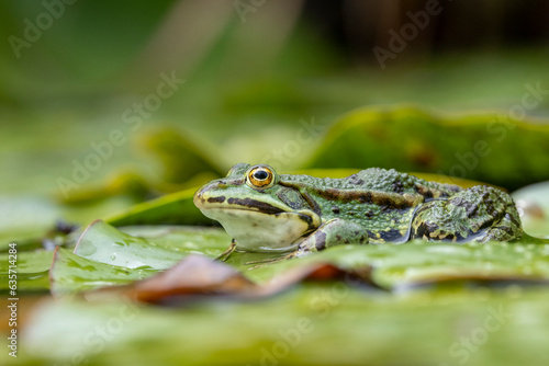 Grünfrosch (Rana esculenta) photo