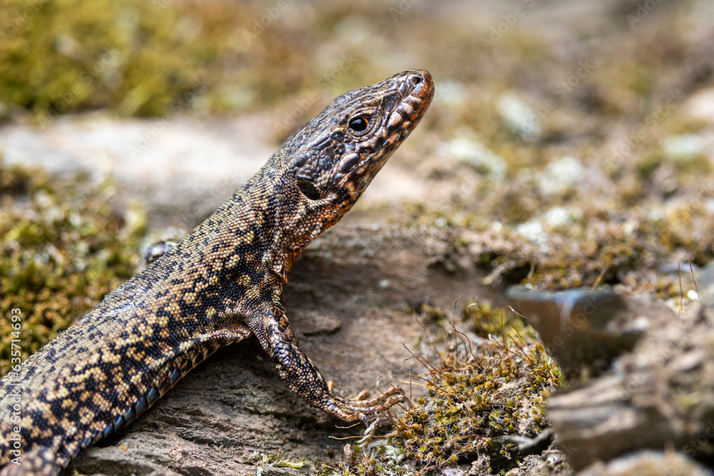 Naklejka premium Mauereidechse (Podarcis muralis)