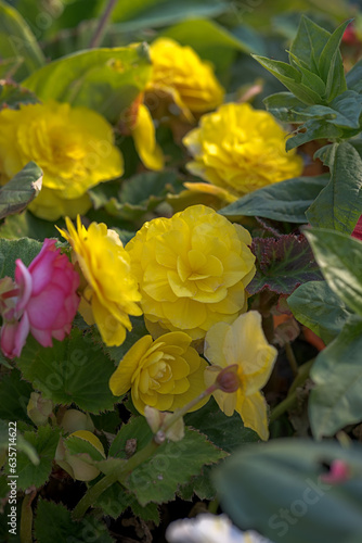 yellow begonia flowers in the garden