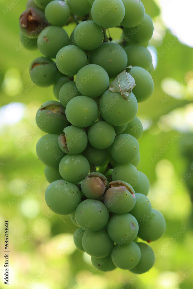 Close-up of bunch of grapes damged by storm with hailstones in the vineyard on summer Close-up of bunch of grapes damged by storm with hailstones in the vineyard on summer