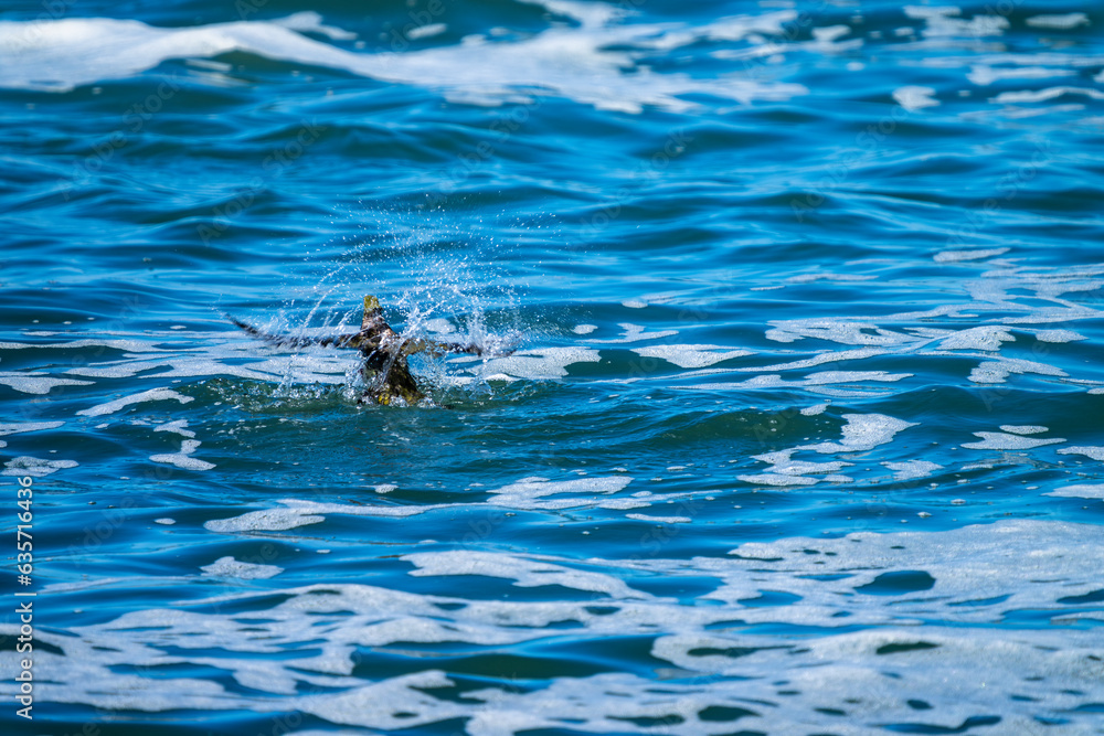 Obraz premium 溺れるアオバト