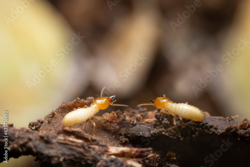 Macro of Termites are looking for food on the ground.