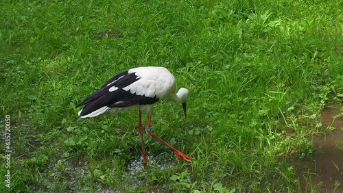 White stork, Ciconia ciconia, on a green meadow. Wild animalin nature. Birds in in the green park. Stork looking for food. Adult European White Stork Bird Walking In Green Summer Grass and Eating. photo