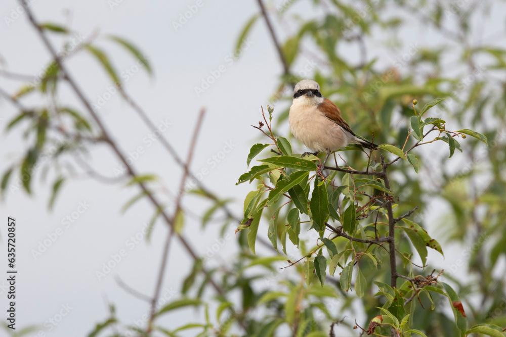 Neuntöter (Laius collurio) oder Rotrückenwürger Neuntöter (Laius collurio) oder Rotrückenwürger