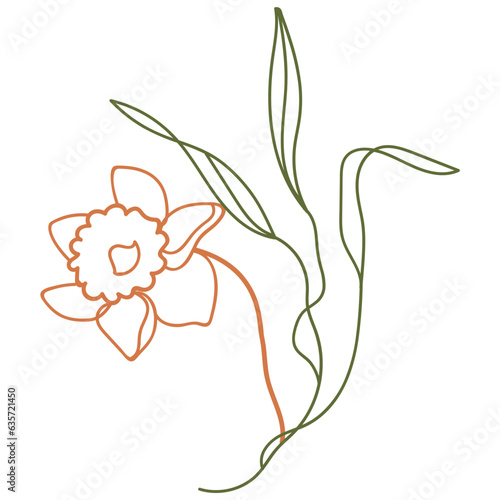 Daffodil flower illustration