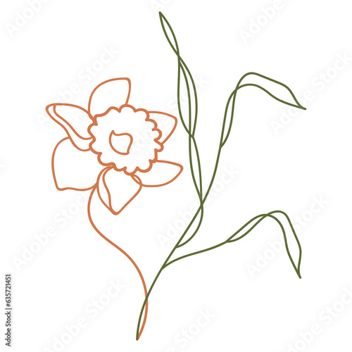 Daffodil flower illustration