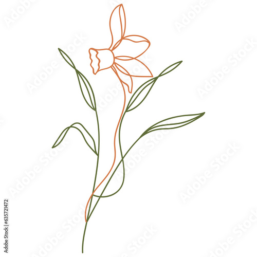 Daffodil flower illustration