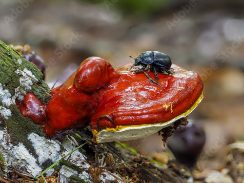 Waldmistkäfer (Anoplotrupes stercorosus) auf Baumpilz photo