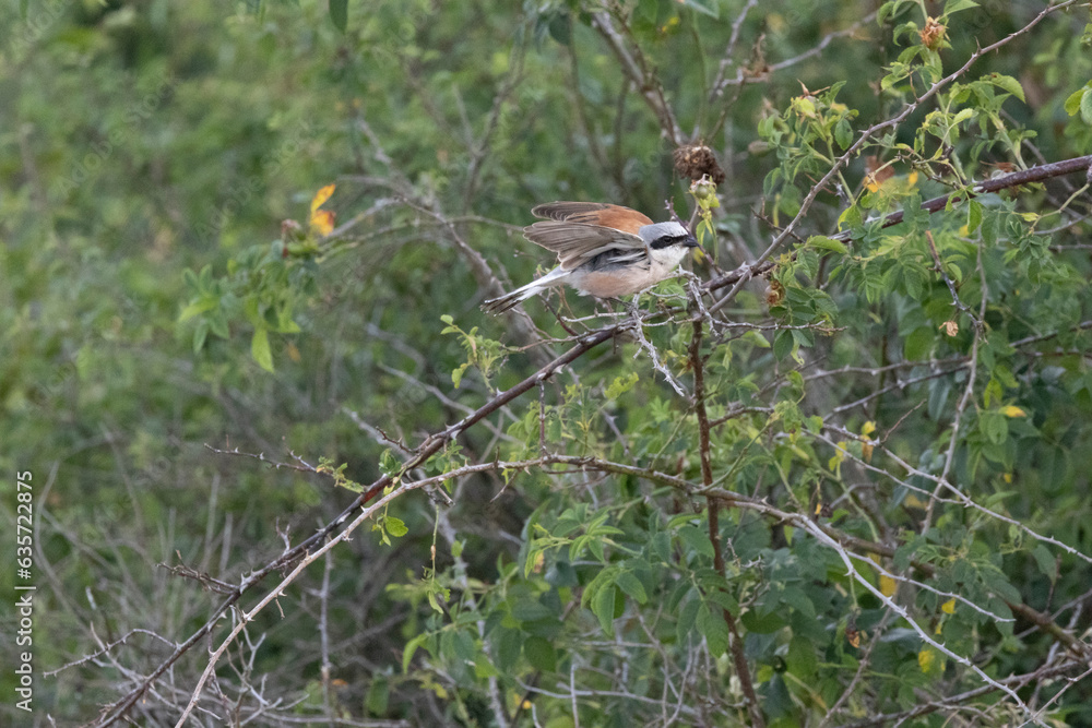 Naklejka premium Neuntöter (Laius collurio) oder Rotrückenwürger