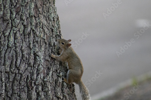 squirrel on a tree