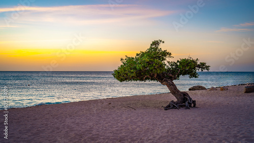 Local divi tree at sunset in Eagle Beach, Aruba photo