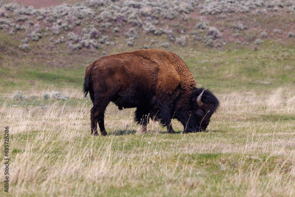 American bison, also known as buffalo, grazing in a grass field in Yellowstone National Park during spring.
American bison, also known as buffalo, grazing in a grass field in Yellowstone National Park during spring.