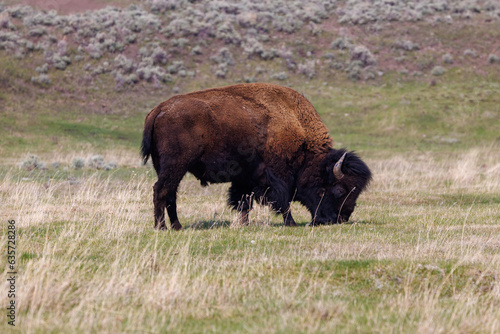 American bison, also known as buffalo, grazing in a grass field in Yellowstone National Park during spring. 